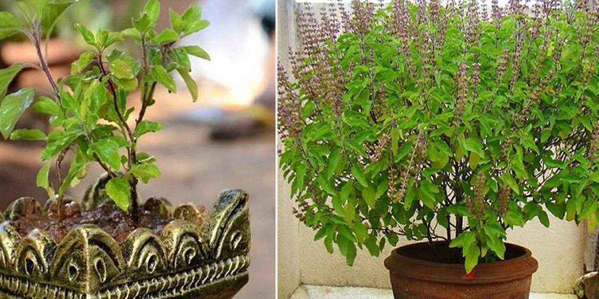 आजबाट कात्तिक स्नान, आकाशदीप दान तथा तुलसीको विशेष पूजा आराधना शुरू